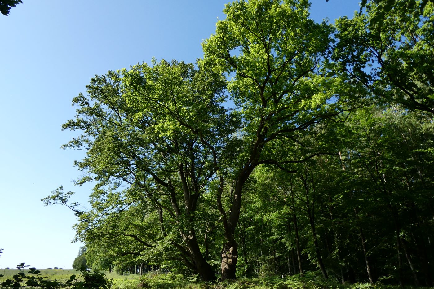 Adam und Eva - Naturdenkmal bei Wellen